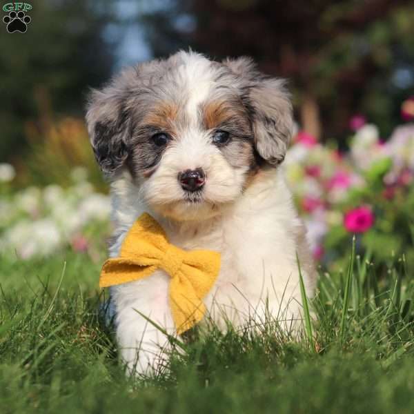 Luca, Mini Sheepadoodle Puppy